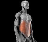 External oblique muscle of the abdomen