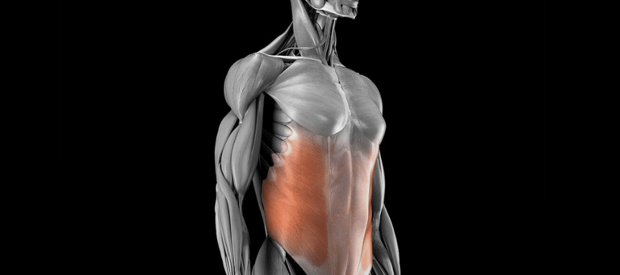 Muscle Oblique Externe de l'Abdomen
