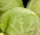 Cabbage calories and its nutritional benefits